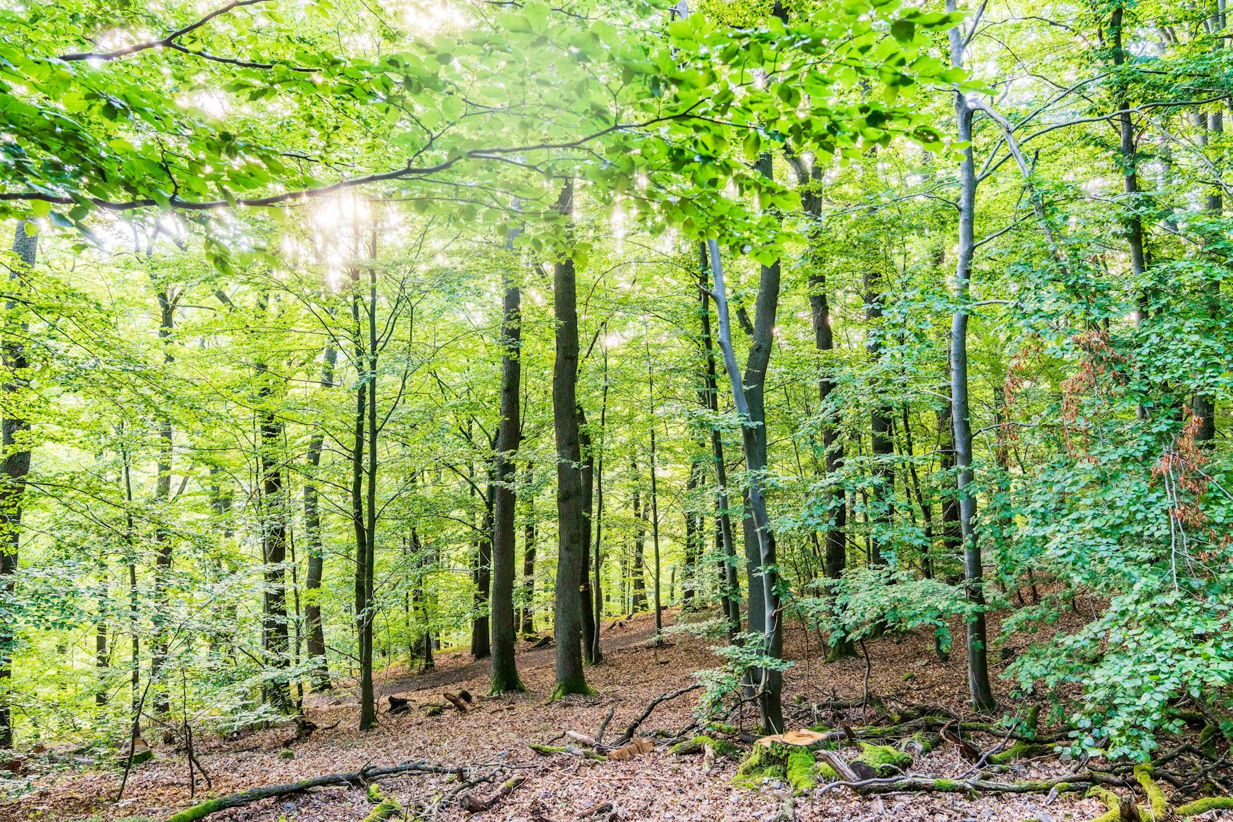 Sunlight filtering through a green tree canopy